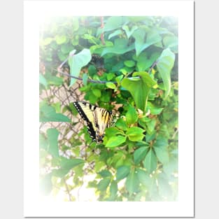 Eastern Tiger Swallowtail Butterfly in Habitat Posters and Art